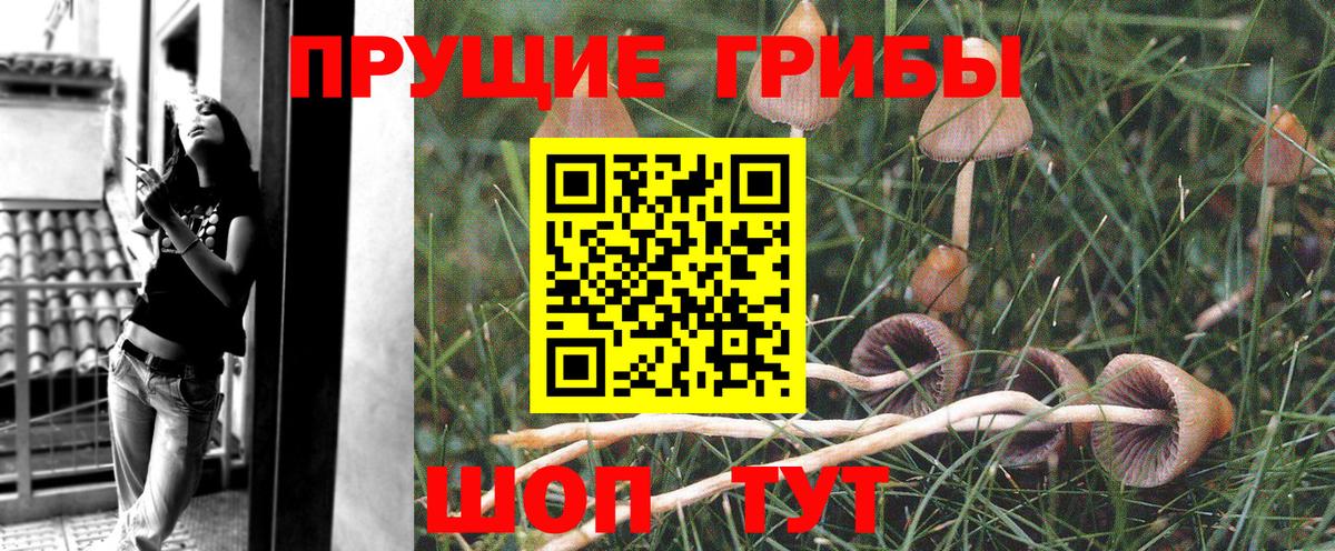 Псилоцибиновые грибы Cubensis Симферополь
